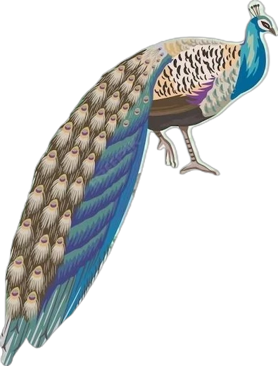 burung merpati