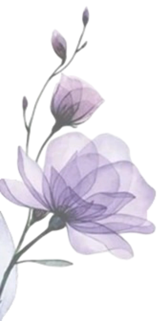 bunga lavender kiri atas