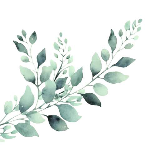 daun kiri