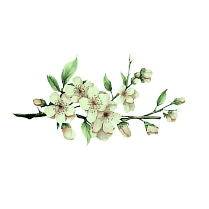 daun kiri